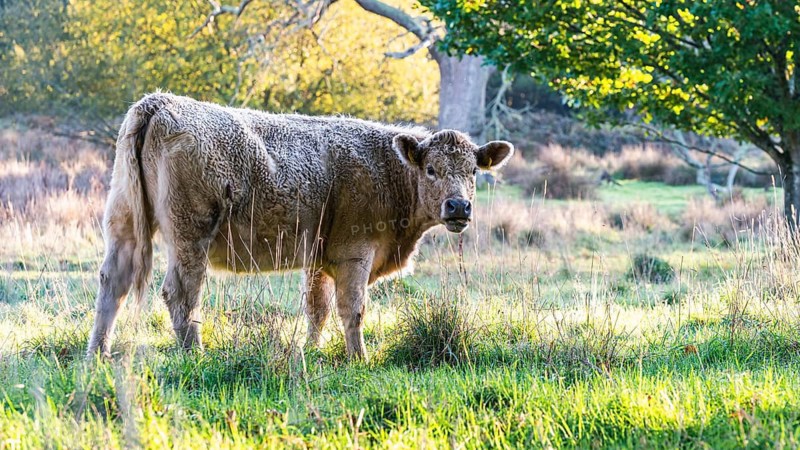 Free Range Bulls at Fall Sunrise, Parke National Trust, Devon, England, United Kingdom