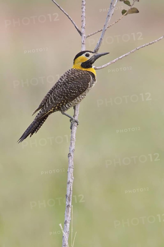 Campo Flicker (Colaptes campestris) perched on a branch in Bolivia, South America