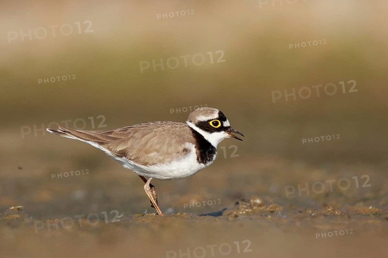 Little Ringed Plover (Charadrius dubius) male, North Rhine-Westphalia, Germany