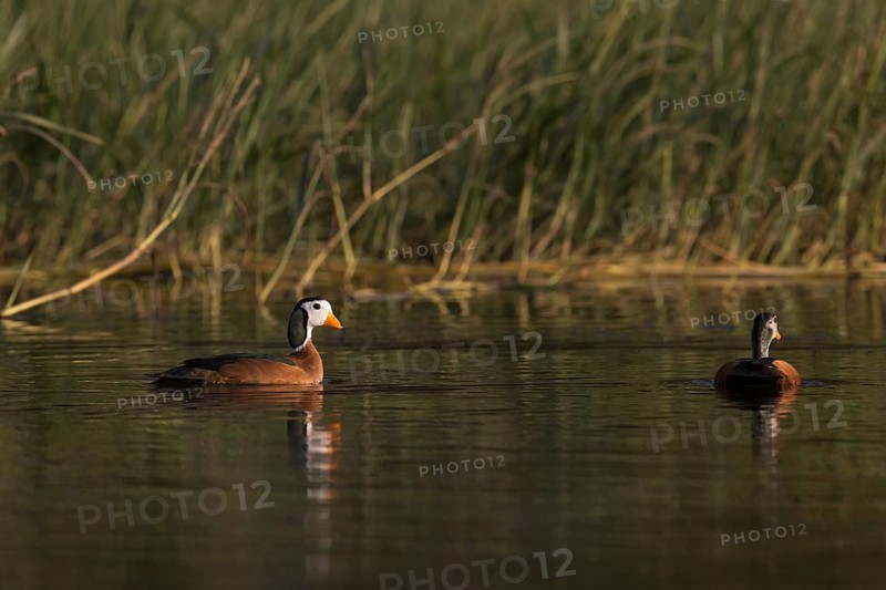 African Pygmy Goose (Nettapus auritus) pair, Lake, Awasa, Ethiopia