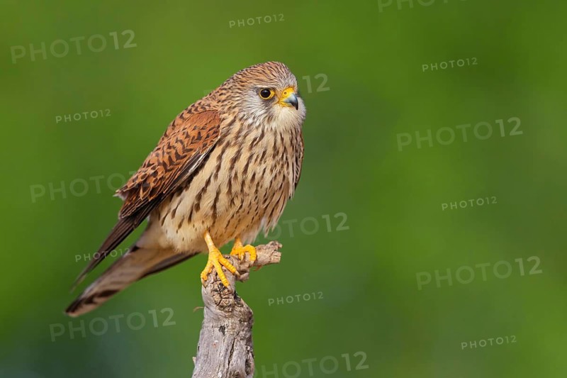 Kestrel, (Falco tinnunculus), falcon family, falcons, perching, foraging, Hides de El Taray Lesser Kestr, Villafranca de los Caballeros, Castilla La Mancha Toledo, Spain