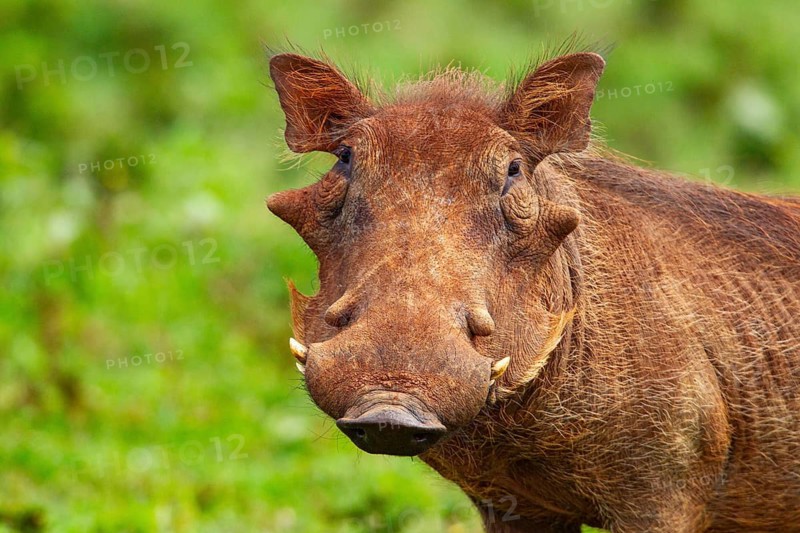 Warthog (Phacochoerus aethiopicus) Aberdare National Park Kenya