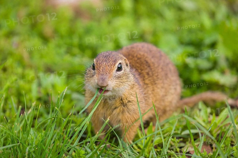 An adult European ground squirrel (Spermophilus citellus) or European souslik sits in green gras and eats something