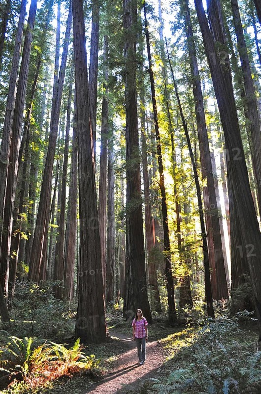 Man walking through a redwood forest, coast redwood (Sequoia sempervirens), in bright sunlight, Humboldt Redwoods State Park, California, USA