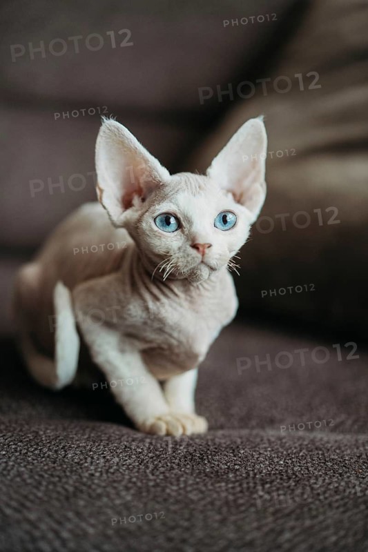 A charming white Devon Rex cat with striking blue eyes sits comfortably on a soft brown couch, showcasing its unique features and curious expression