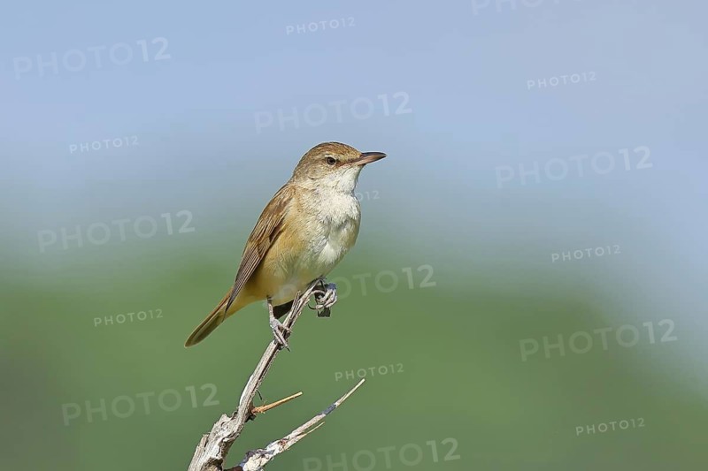 Great Reed Warbler (Acrocephalus arundinaceus), perched on a twig, singing station, natural habitat, migratory bird, songbirds Lake Neusiedl, Burgenland, Austria