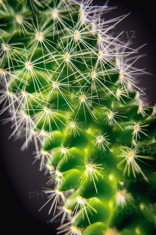 A spiked green cactus with a black background. Macro photography