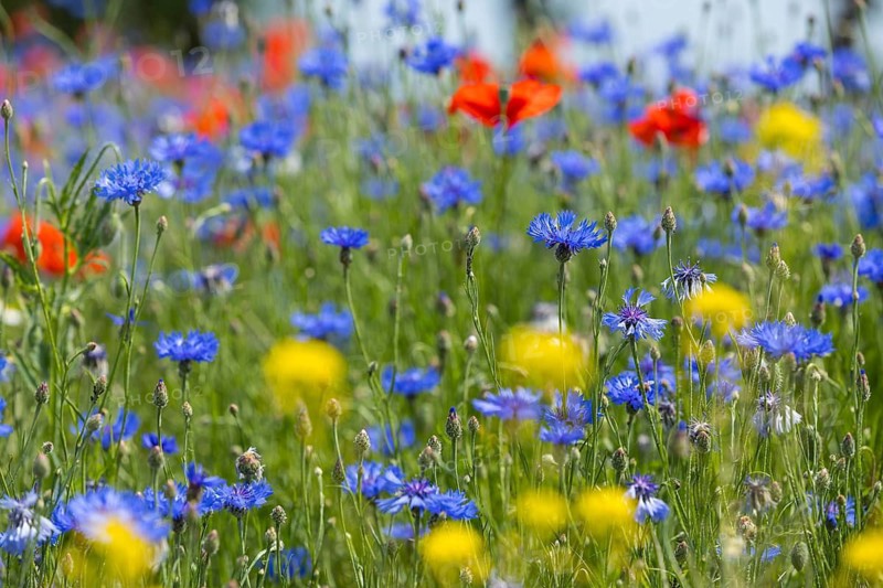 Cornflowers (Centaurea cyanus) and poppies (Papaver) blooming at the edge of a faded rape field (Brassica napus), Saxon Elbland, Saxony, Germany