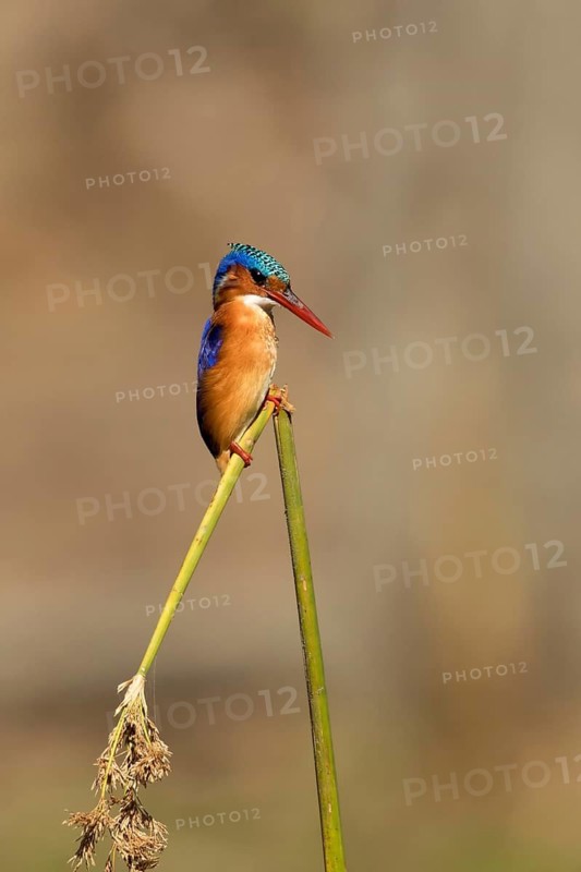 Kobalt Ijsvogel, half-collared kingfisher, alcedo semitorquata