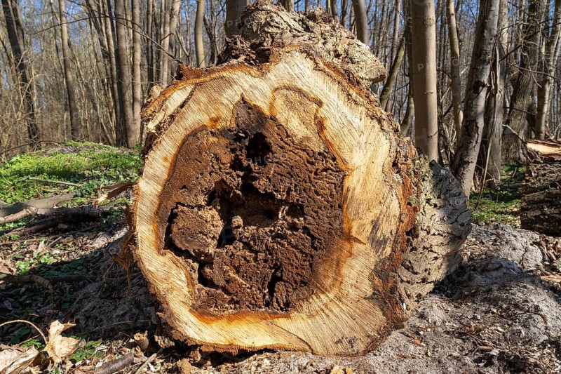Cut surface of a tree trunk with hollow, forest near Klink, Müritz, Mecklenburg Lake District, Mecklenburg, Mecklenburg-Western Pomerania, Germany