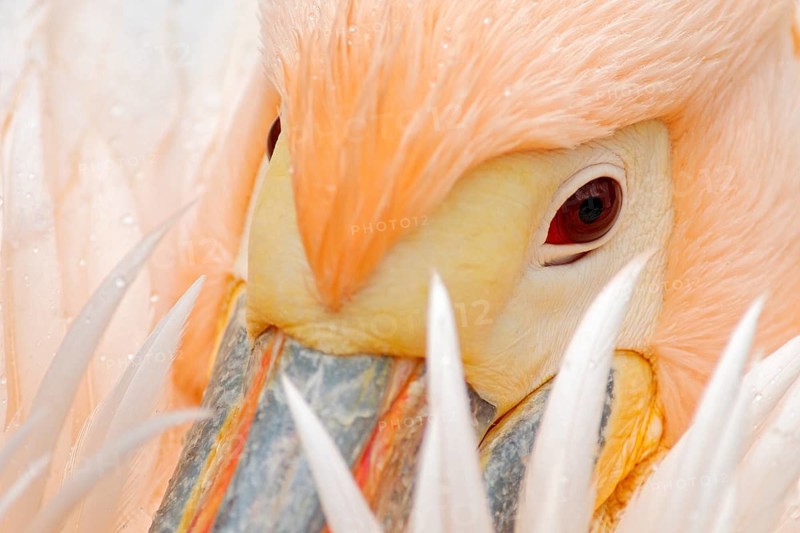 White Pelican, Pelecanus erythrorhynchos, with feathers over bill, detail portrait of orange and pink bird, Bulgaria