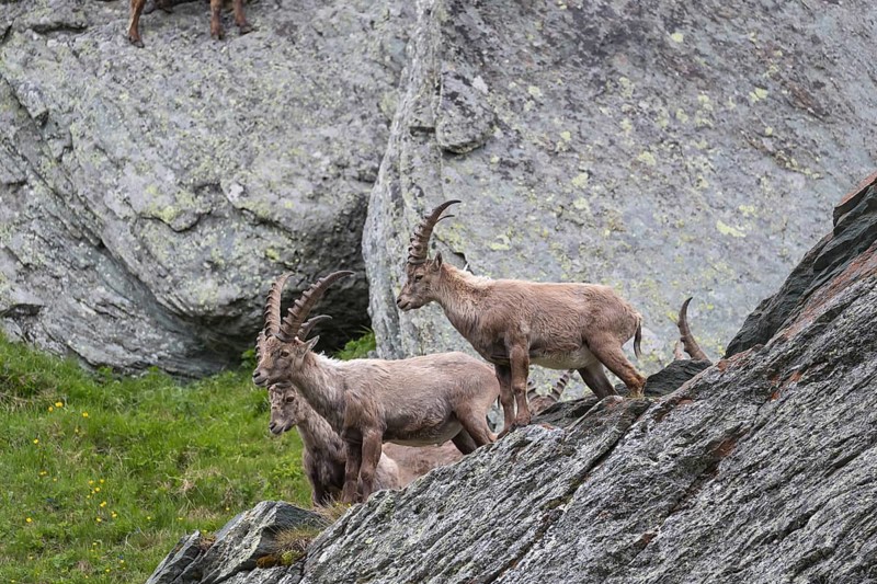 Young ibex (Capra ibex) standing on rocks on 2500 m sea level in the Hohe Tauern National Park