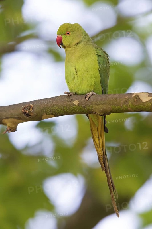 Collared Parakeet, Small Alexander Parakeet, (Psittacula krameri), Old World Parrot family, Animals, Birds, Parrot species, Mannheim, Baden-Württemberg, Federal Republic of Germany