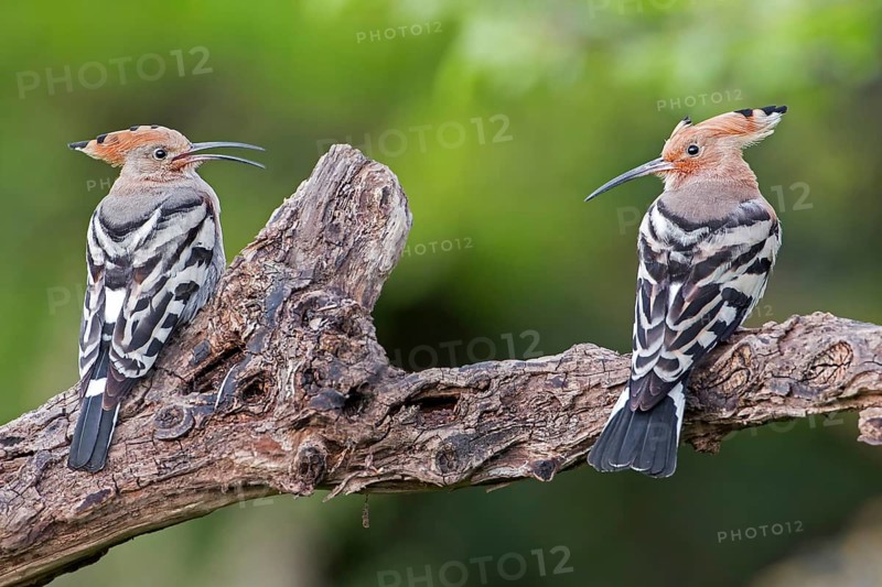 Eurasian Hoopoe (Upupa epops) pair, Tuscany, Italy