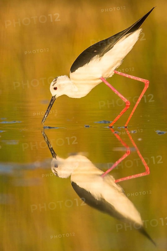 Black-winged Stilt (Himantopus himantopus) foraging, Camargue, France