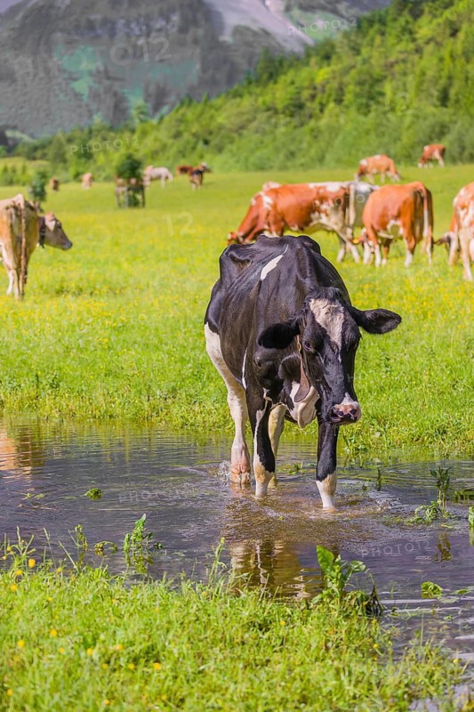 Holstein Friesian cattle stand on a green meadow at a puddle and drink. A reflection of the cows and the mountains can be seen in the puddle. Eng Valley, Austria