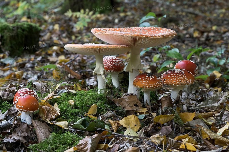 Fly agarics (Amanita muscaria), Emsland, Lower Saxony, Germany