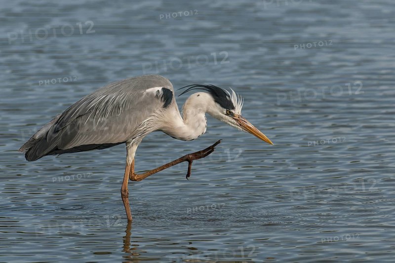 Grey Heron (Ardea cinerea), Kruger National Park, South Africa