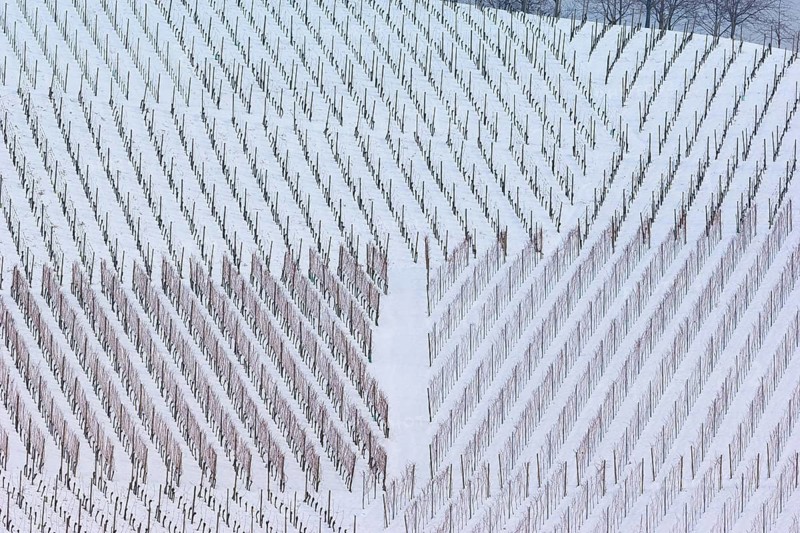 Snow-covered vineyards with rows of bare vines form a geometric pattern, Black Forest, Baden-Württemberg, Germany