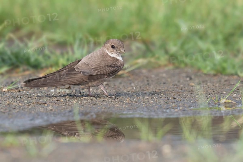 Eurasian Crag Martin (Ptyonoprogne rupestris) on ground, Aosta Valley, Italy