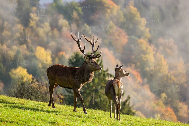 A red deer stag (Cervus elaphus) runs across a meadow. A forest with autumn leaves can be seen in the background. Wisps of mist drift over the forest. A hind is standing in his way