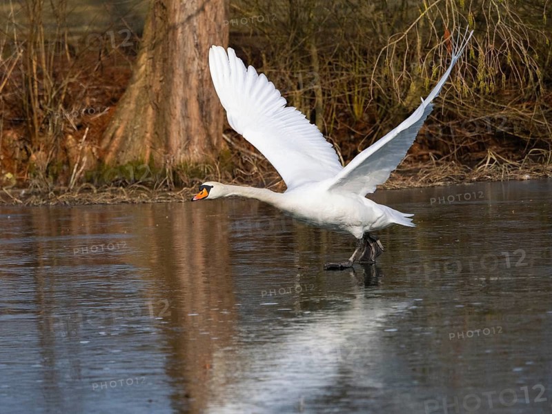Mute Swan (Cygnus olor), male bird, taking off, nearly in flight across a frozen lake, Hesse, Germany