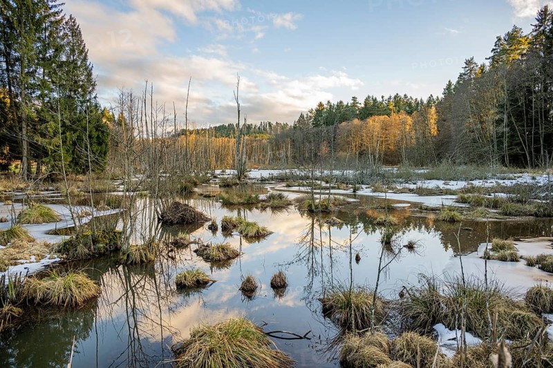 Winterladscape of a swamp with ice, Lengenbach, Deining, Upper Palatinate, Bavaria, Germany