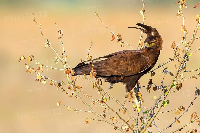 Crested eagle, (Lophaetus occipital), perching bird, bird of prey, hawk-like family, eagle, inhabits tropical Africa, Karkloof Conservation Centre, Howick, KwaZulu-Natal, South Africa