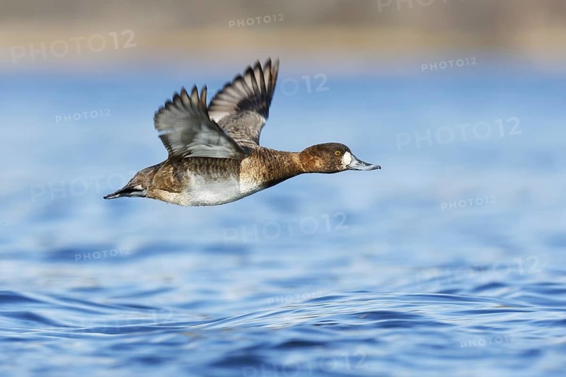 Lesser Scaup (Aythya affinis) female flying, British Columbia, Canada