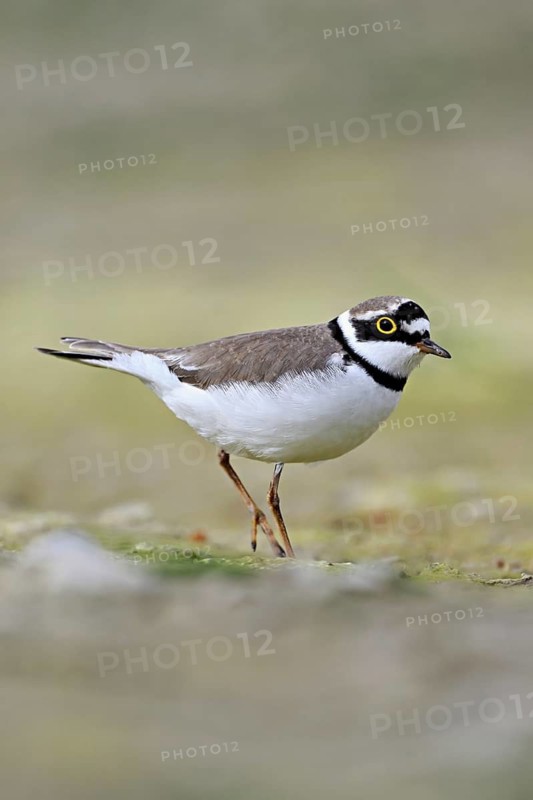 Little Ringed Plover (Charadrius dubius), standing in silt, Aue nature reserve, Reussegg, Sins, Canton Aargau, Switzerland