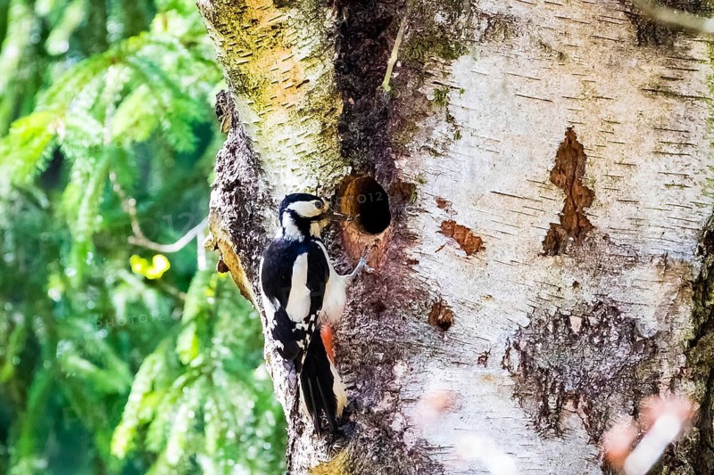 Great spotted woodpecker bringing food for the young birds to the breeding den, /Dendrocopos major), Lüneburg Heath, Federal Republic of Germany