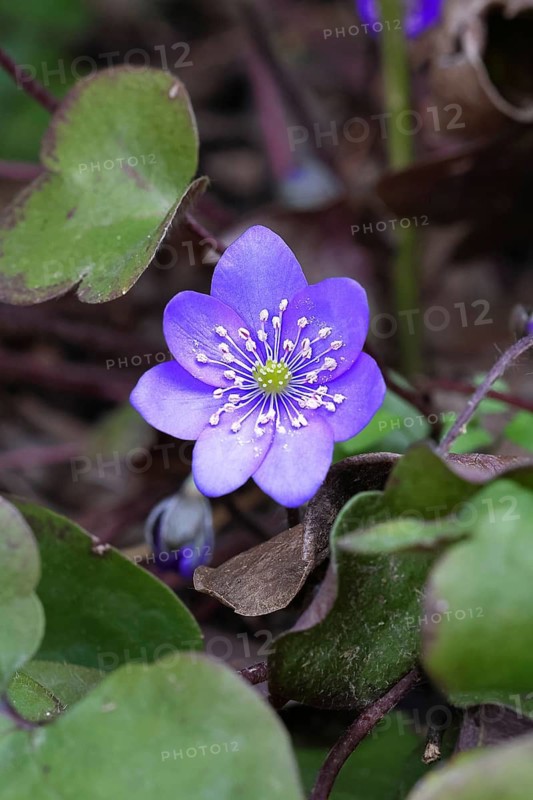 Liverwort (Hepatica nobilis), blue flower in a beech forest, close-up, inflorescence, early bloomer, spring, Wilnsdorf, North Rhine-Westphalia, Germany