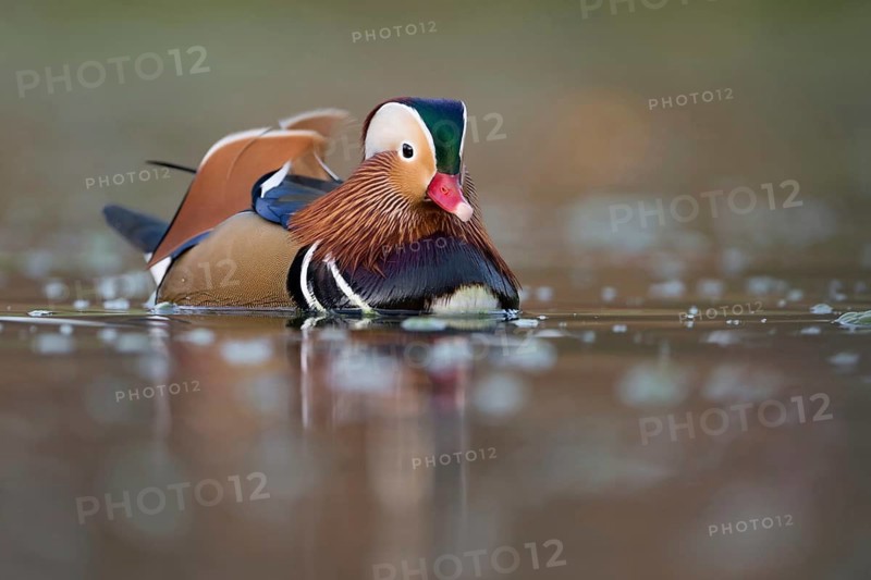 Mandarin Duck (Aix galericulata) male, North Rhine-Westphalia, Germany