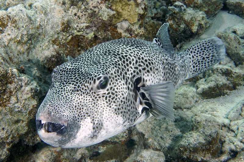 Giant pufferfish (Arothron stellatus)