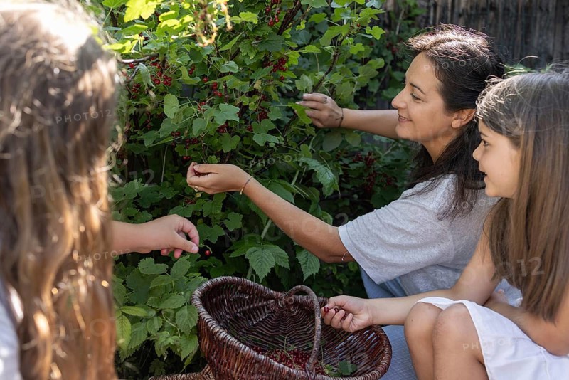 A woman and two girls picking redcurrants or currants, Ribes Rubum, Upper Bavaria, Bavaria, Germany