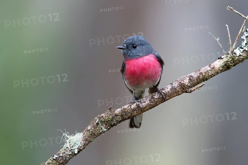 Rose Robin (Petroica rosea) male perched on a branch, Victoria, Australia