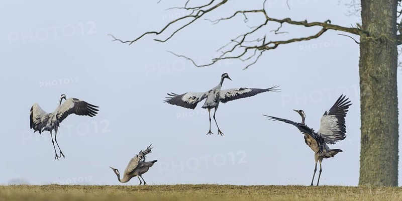 Common Crane (Grus grus) courting, Vaestergoetland, Sweden