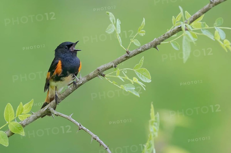 American Redstart (Setophaga ruticilla) male singing, Minnesota, USA