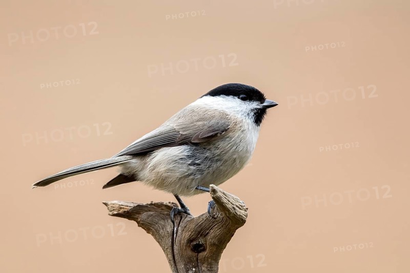 Marsh Tit (Poecile palustris) perched on a branch, Bialowieca National Park, Poland