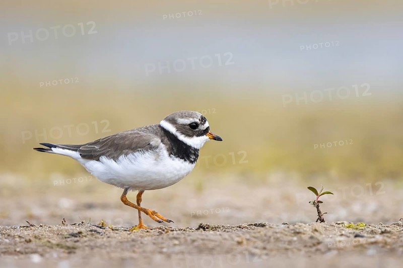 Common Ringed Plover (Charadrius hiaticula) foraging, North Rhine-Westphalia, Germany