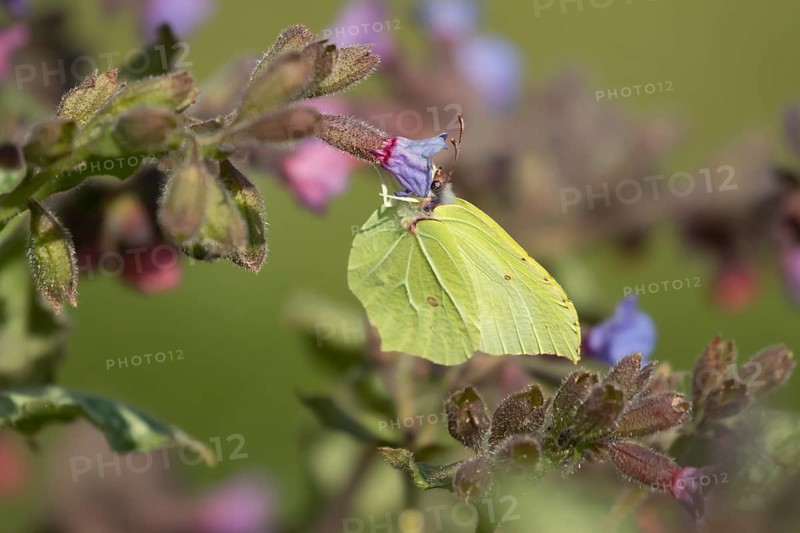 Brimstone butterfly (Gonepteryx rhamni) adult male insect feeding on a flower in spring, England, United Kingdom