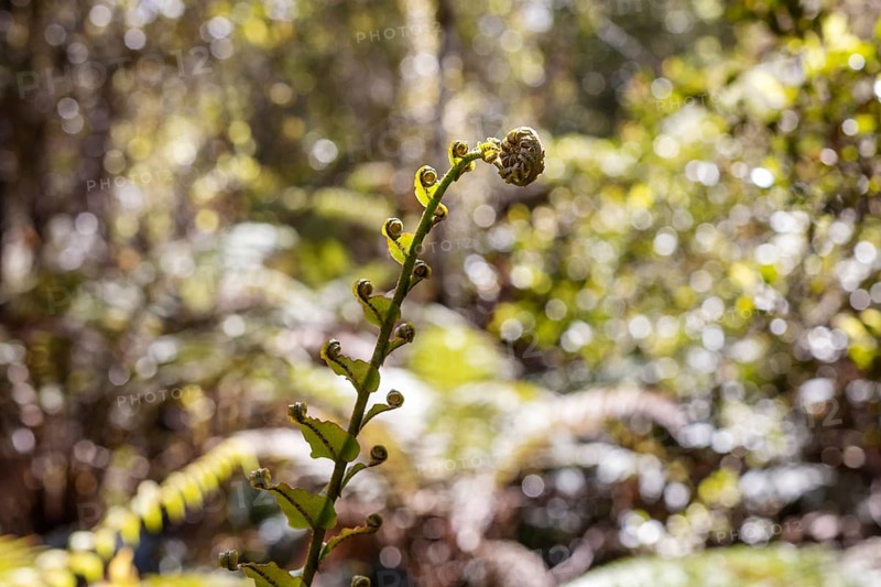 Silver tree fern (Cyathea dealbata), Lake Matheson Trail, New Zealand
