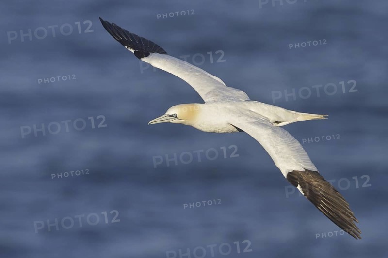 Northern Gannet (Morus bassanus) flying, Newfoundland, Canada