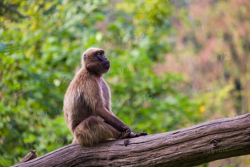 Portrait of an adult male Gelada (Theropithecus gelada), or bleeding-heart monkey, resting on a log. A green forest in the background