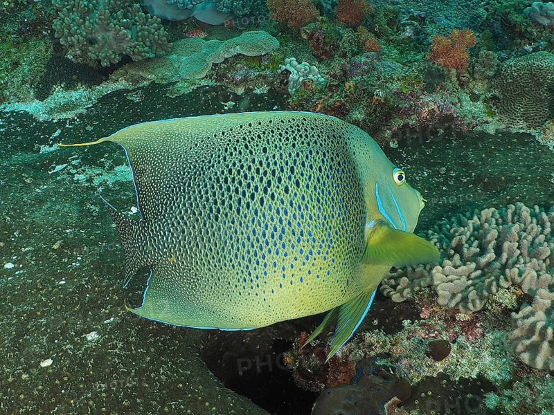 Koran angelfish (Pomacanthus semicirculatus)