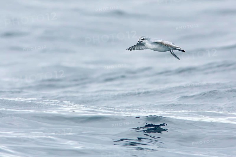 Fairy Prion (Pachyptila turtur) flying, Victoria, Australia