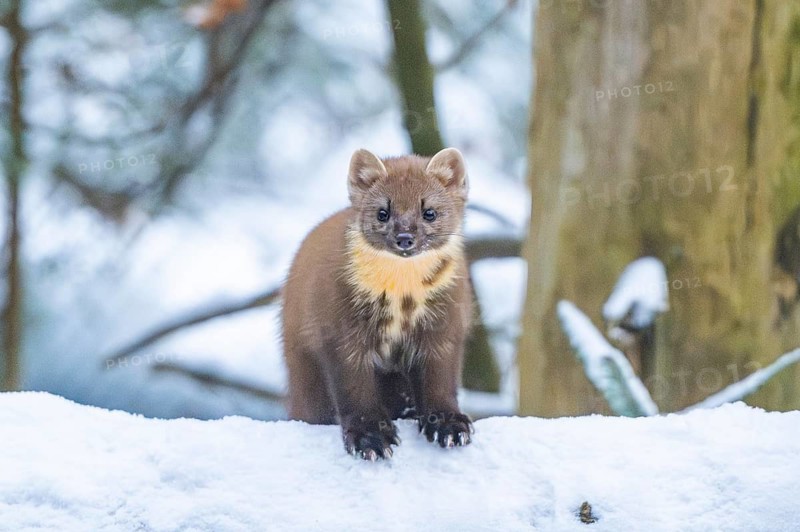 European pine marten (Martes martes) standing in the snow in winter, National Park Bavarian Forest, Bavaria, Germany