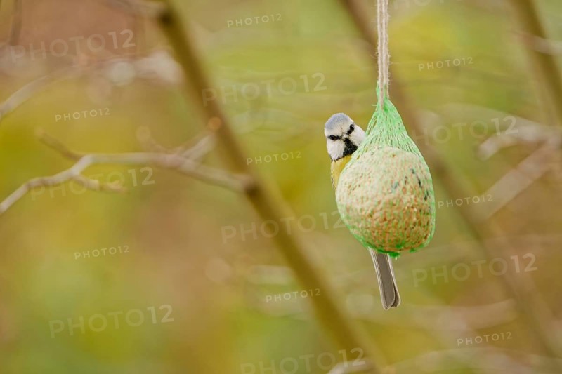 Blue tit (Cyanistes caeruleus) feeding on suet ball hanging in garden during autumn, soft natural background, Germany