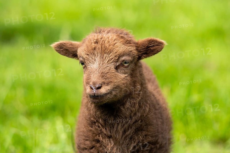 Brown lamb, Ouessant sheep (Breton dwarf sheep), portrait. Grazing. Germany