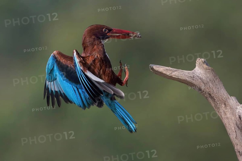 White-throated Kingfisher (Halcyon smyrnensis) landing on a branch with frog prey in beak, Malaysia